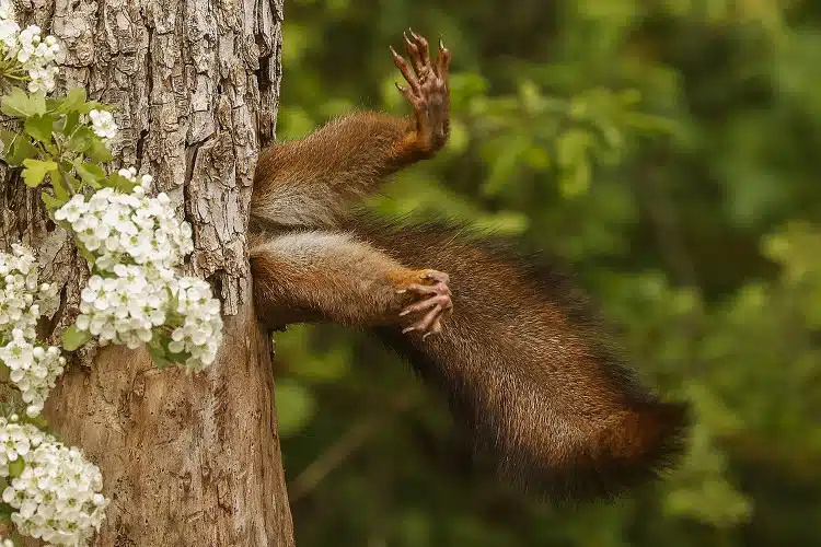 Squirrel Stuck in a Tree