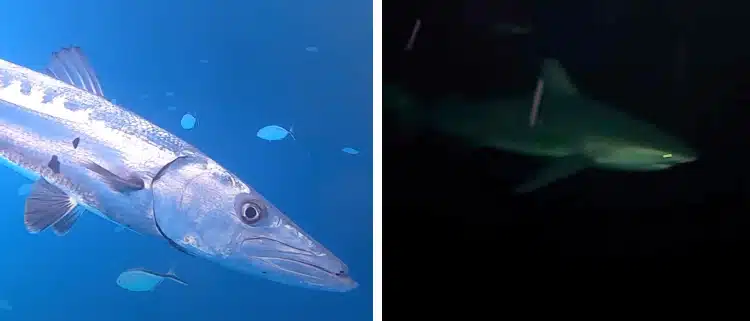 Day And Night Sea Footage