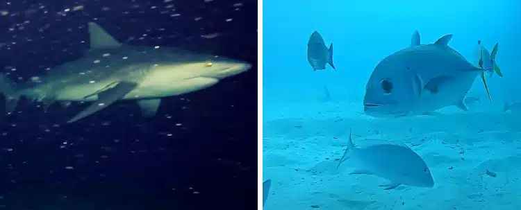 Fish and Shark Captured On GoPro