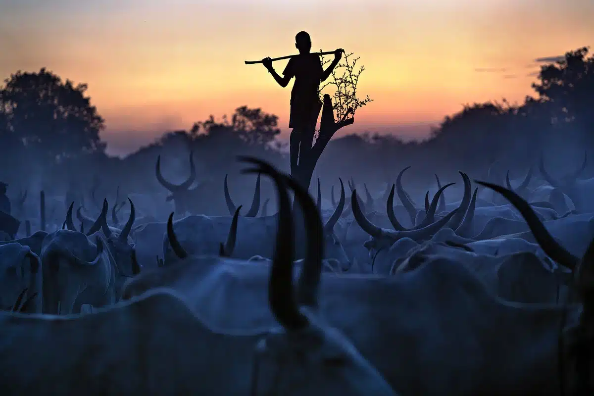 Mundari tribe at sunset with their livestock