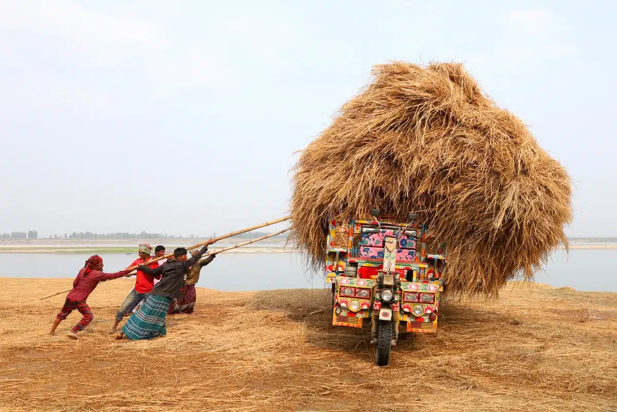 A group of workers in Bangladesh unload paddy straw from a truck. Rice straw is a by-product for farmers that is used for a variety of purposes including cattle feed and fuel.