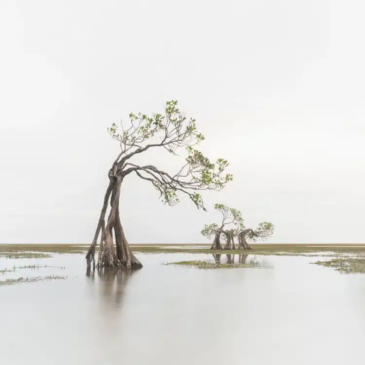 Minimalist photo of mangrove trees on the Sumba island in Indonesia