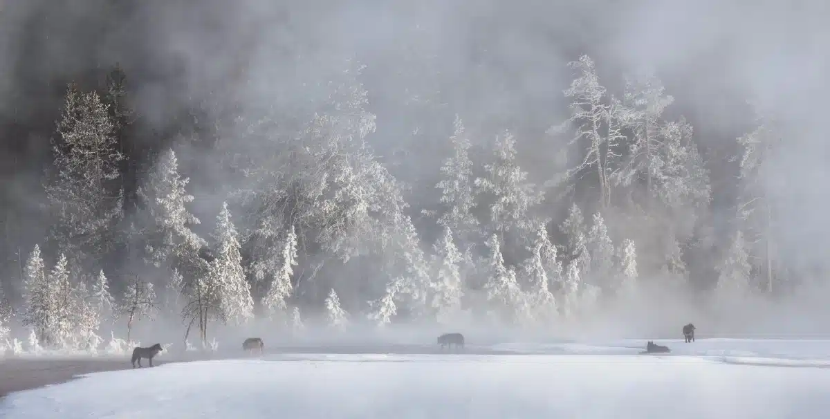 Wolves in the snow at Yellowstone National Park