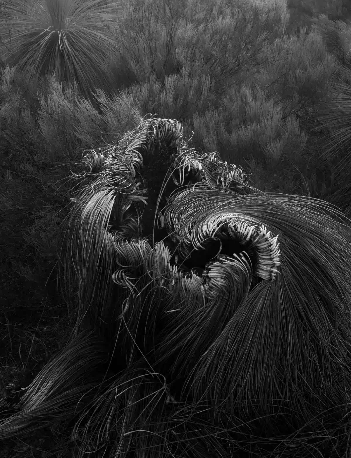 Black and white photos of grass trees