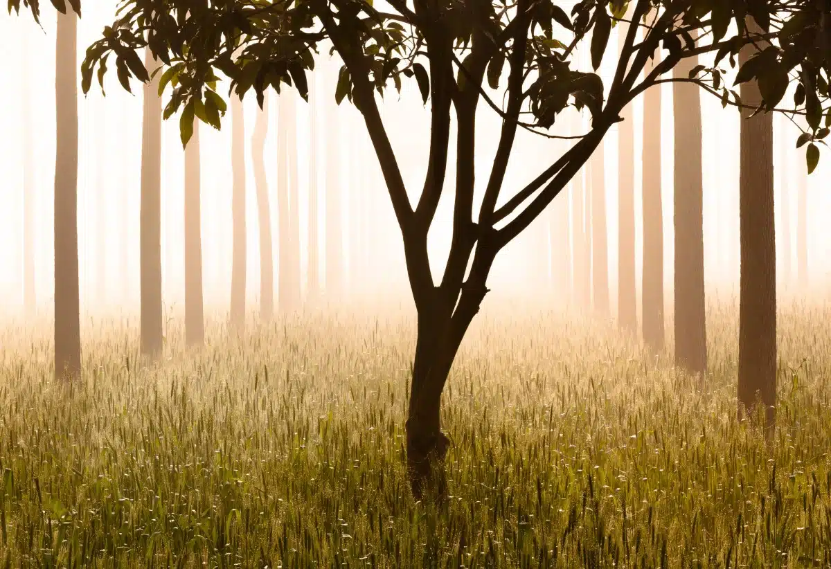 Symmetrical photo of a tree backlit by fog