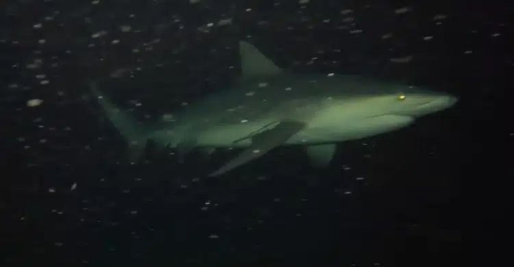 Shark on GoPro