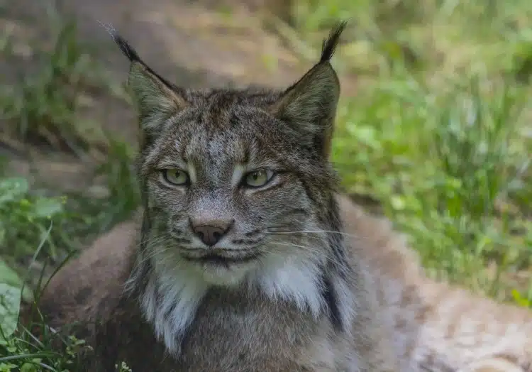 Canada lynx