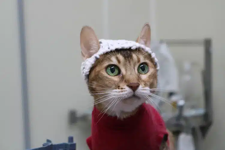 Cats Wearing Crochet Hats for Research on Chronic Pain