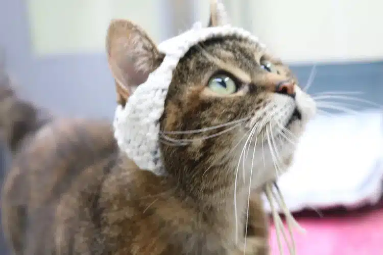 Cats Wearing Crochet Hats for Research on Chronic Pain