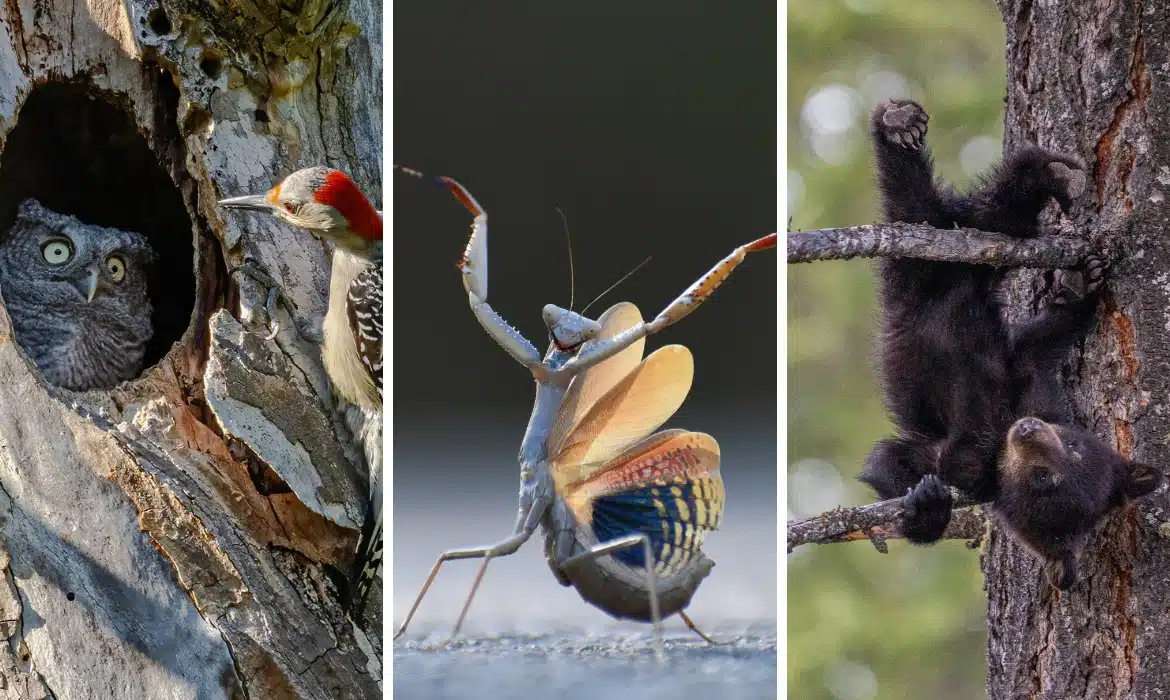 2024 Comedy Wildlife Photo Contest Finalists