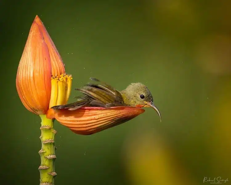 Crimson Sunbird Photos by Rahul Singh