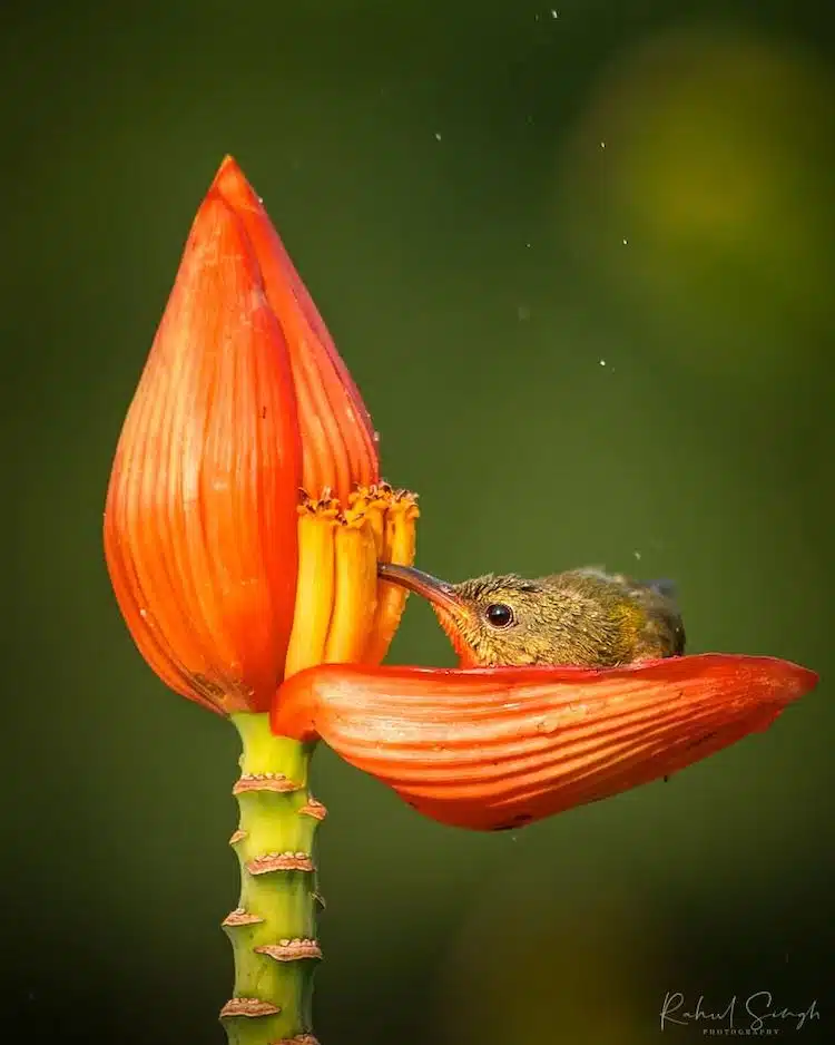 Crimson Sunbird Photos by Rahul Singh