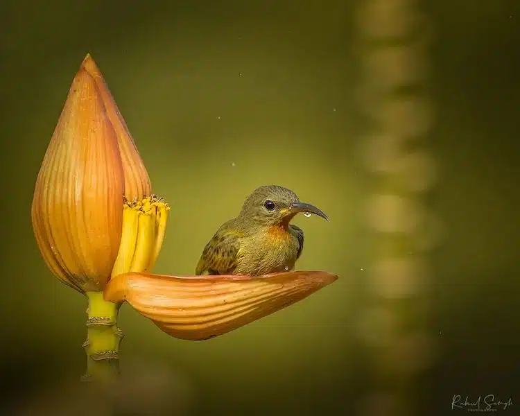 Crimson Sunbird Photos by Rahul Singh