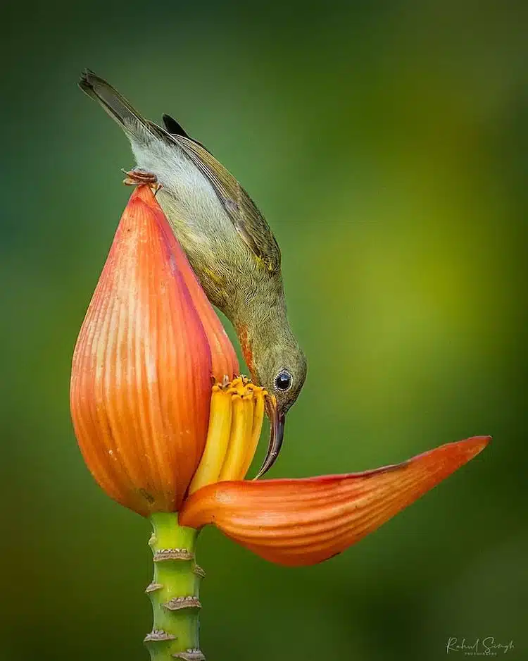 Crimson Sunbird Photos by Rahul Singh