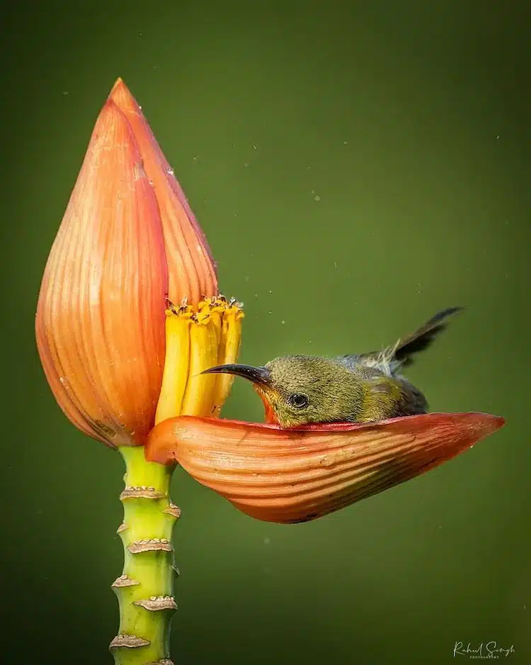 Crimson Sunbird Photos by Rahul Singh