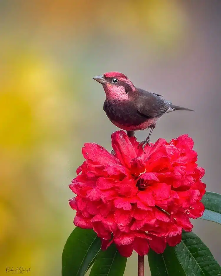 Bird Photos by Rahul Singh