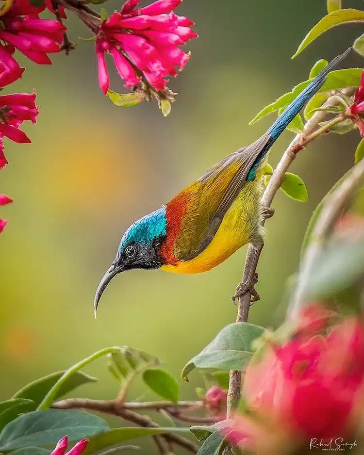 Bird Photos by Rahul Singh