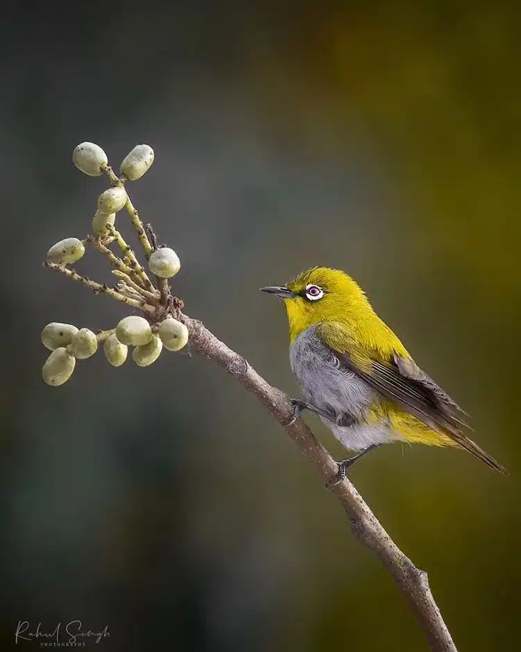 Bird Photos by Rahul Singh