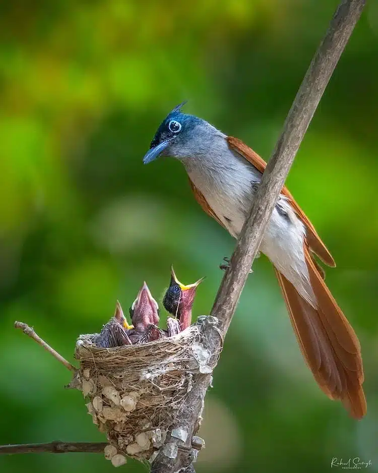 Bird Photos by Rahul Singh