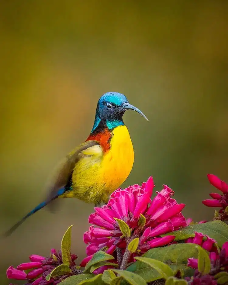 Bird Photos by Rahul Singh