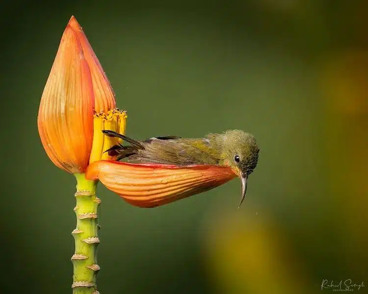 Crimson Sunbird Photos by Rahul Singh