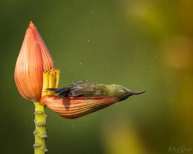 Crimson Sunbird Photos by Rahul Singh