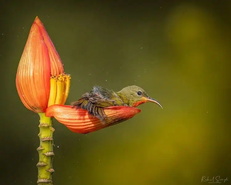 Crimson Sunbird Photos by Rahul Singh