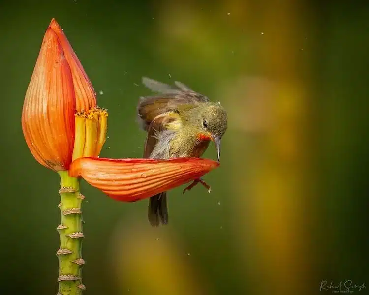 Crimson Sunbird Photos by Rahul Singh