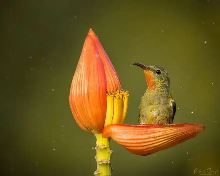 Crimson Sunbird Photos by Rahul Singh