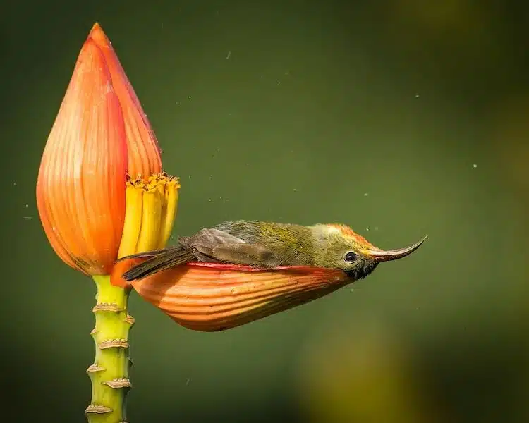 Crimson Sunbird Photos by Rahul Singh