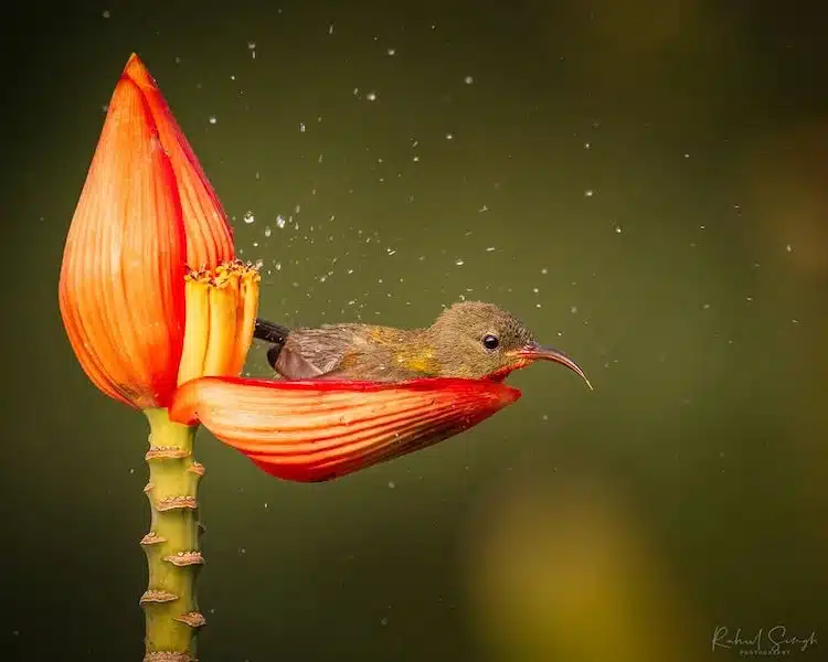 Crimson Sunbird Photos by Rahul Singh