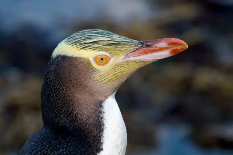 Hoiho or Yellow eyed penguin up close from the side