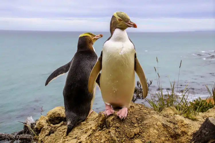 A pair of Hoiho or Yellow eyed penguins