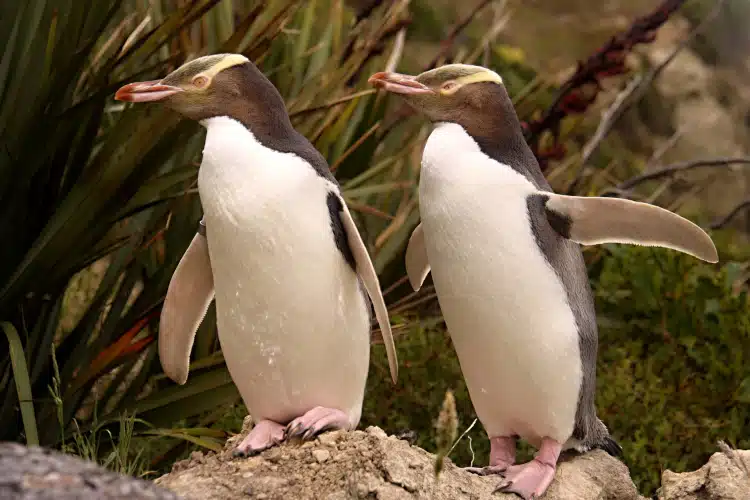 A pair of Hoiho or Yellow eyed penguins