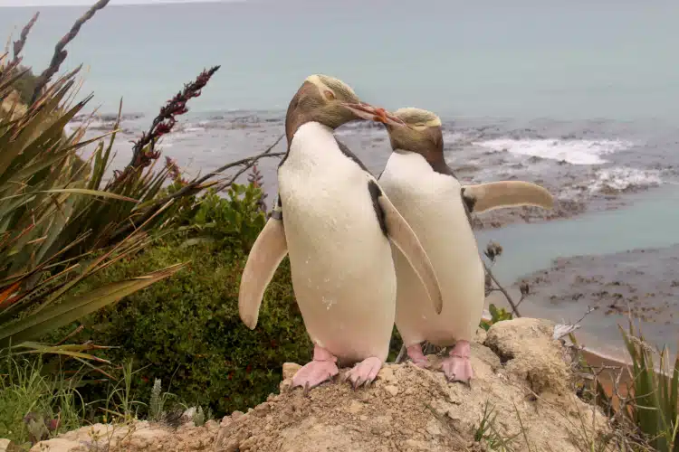 A pair of Hoiho or Yellow eyed penguins