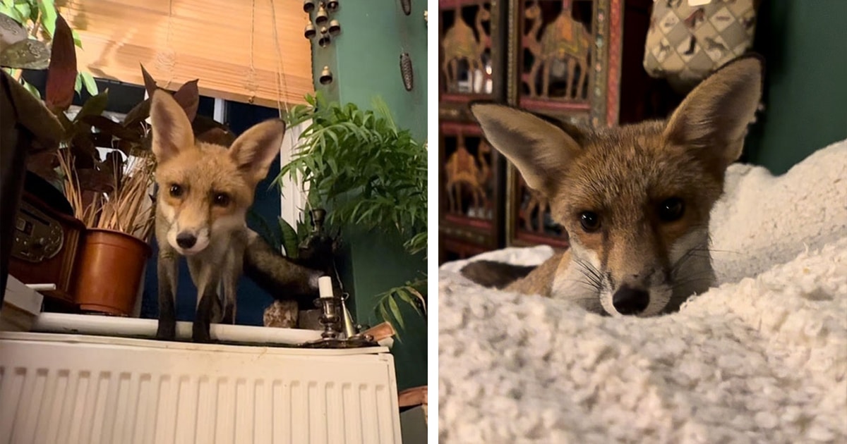 Friendly Fox Regularly Visits London Woman for Playtime, Snacks, and Cuddles