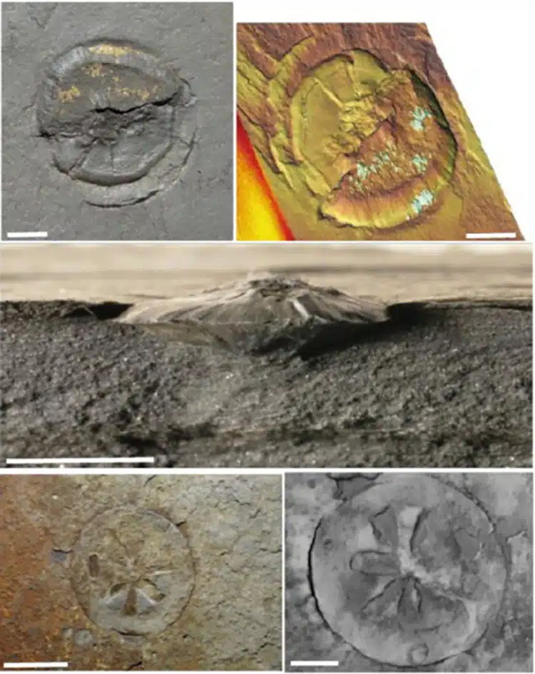 Complex Life 1.5 Billion Years Older Than Expected