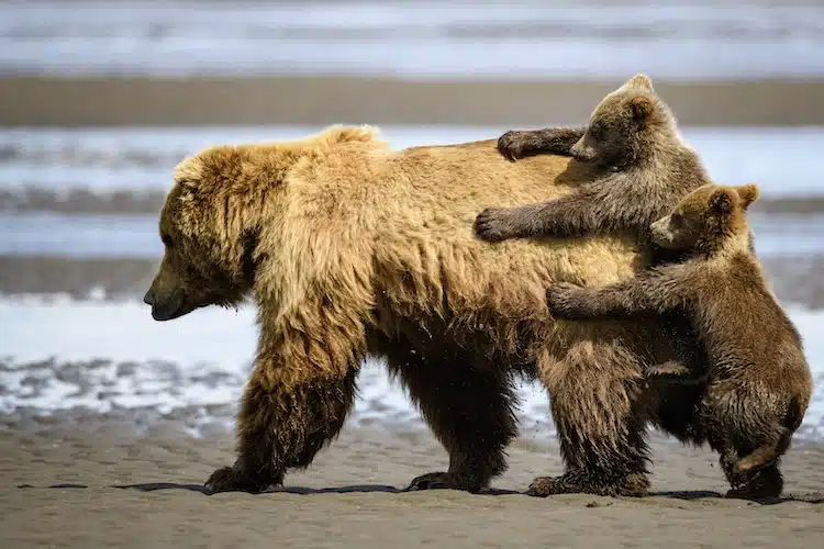 Bear cubs holding onto mother bear for a ride