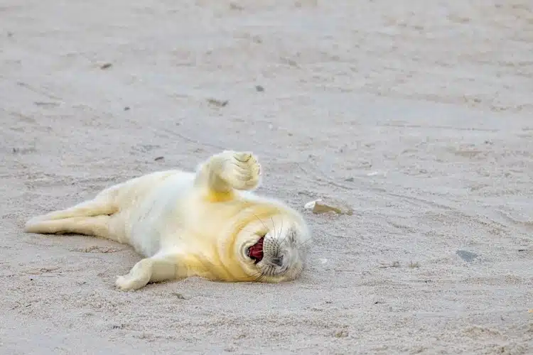 Baby seal rolling on back and laughing