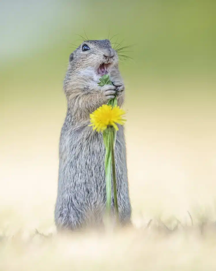 Ground squirrel holding a flower like a microphone and looks like it's singing