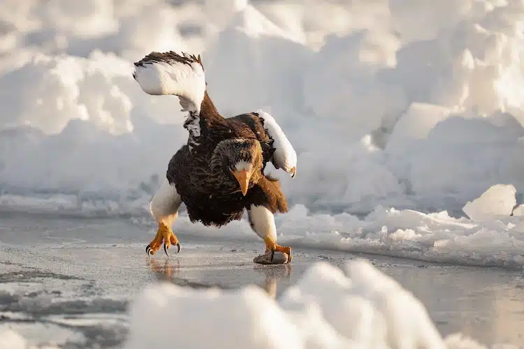 Stellers Sea Eagle in the drifting sea ice off Rausu, Hokkaido, Japan