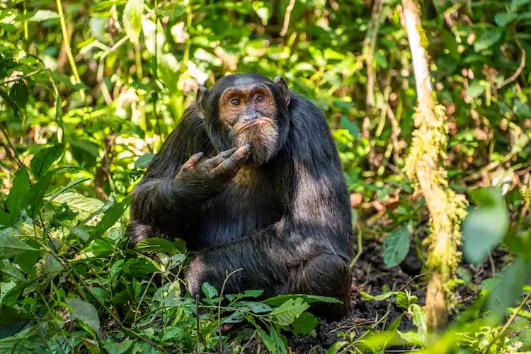 A chimpanzee who looks like it's deep in thought