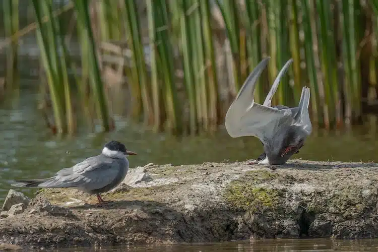 Whiskered tern landing head first on the ground