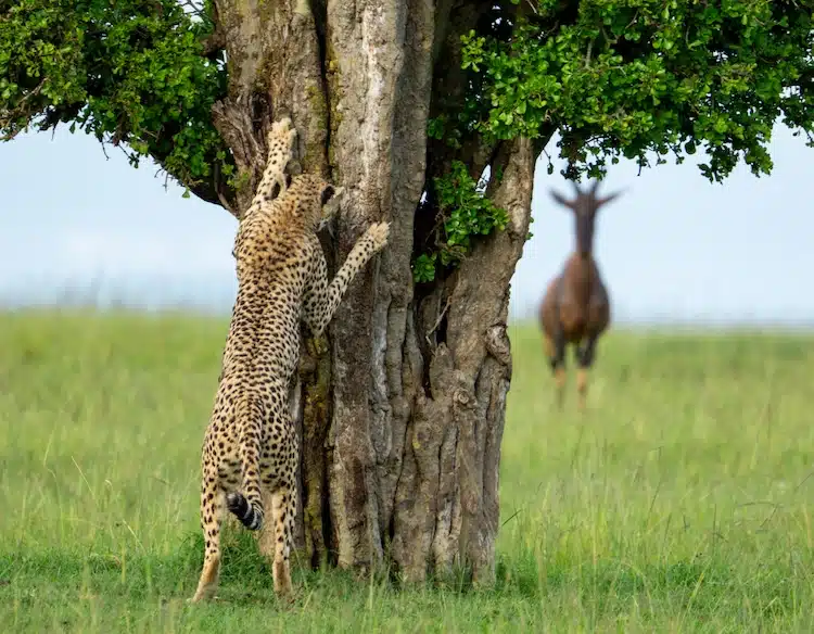 A cheetah hiding behind a tree and looks like it's playing hide and seek with a topi in Kenya.