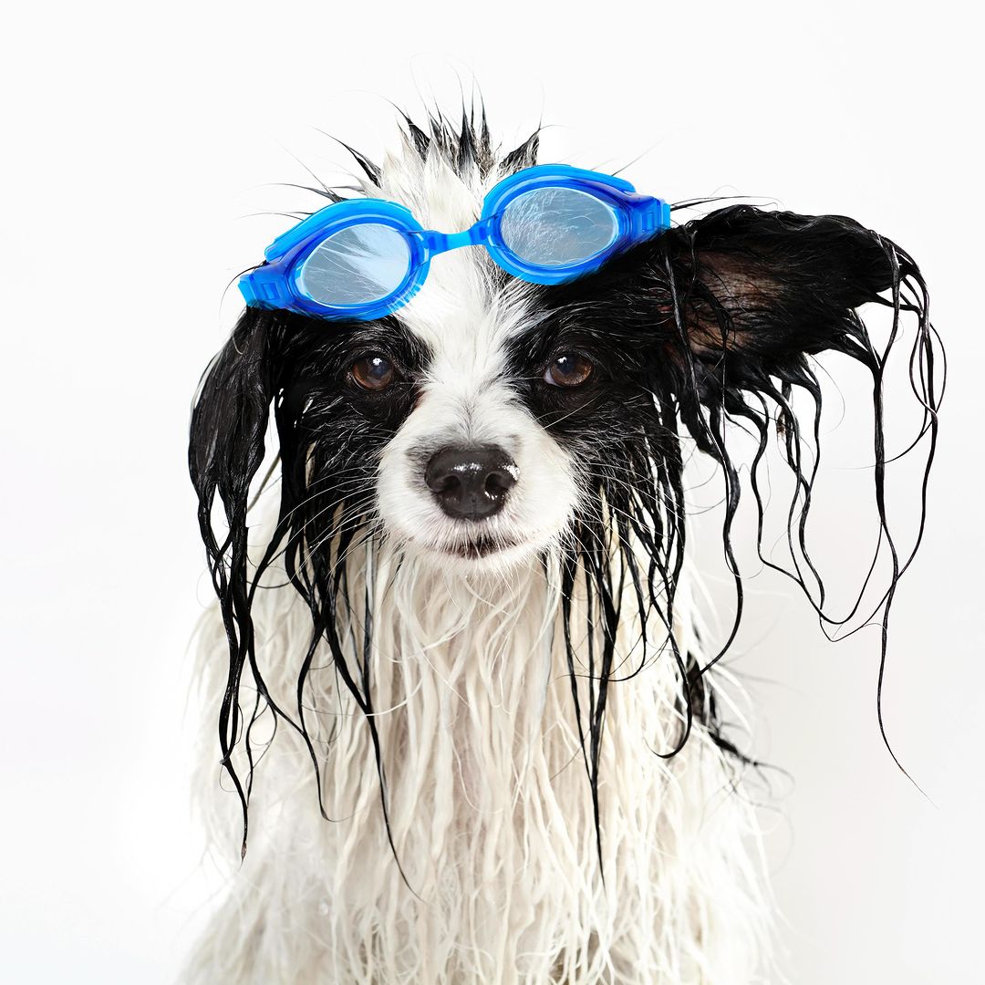 Funny Pet Photos by Shaina Fishman