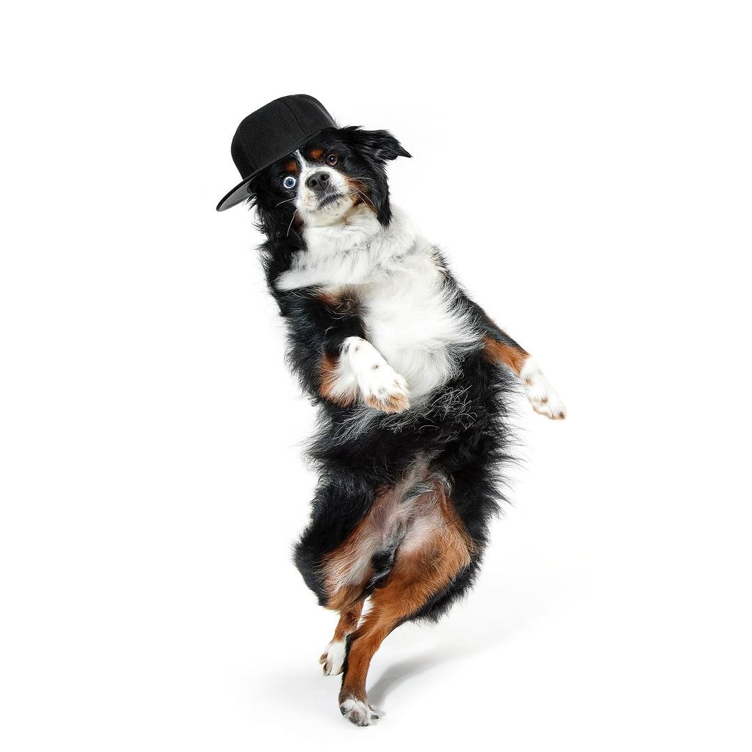 Funny Pet Photos by Shaina Fishman