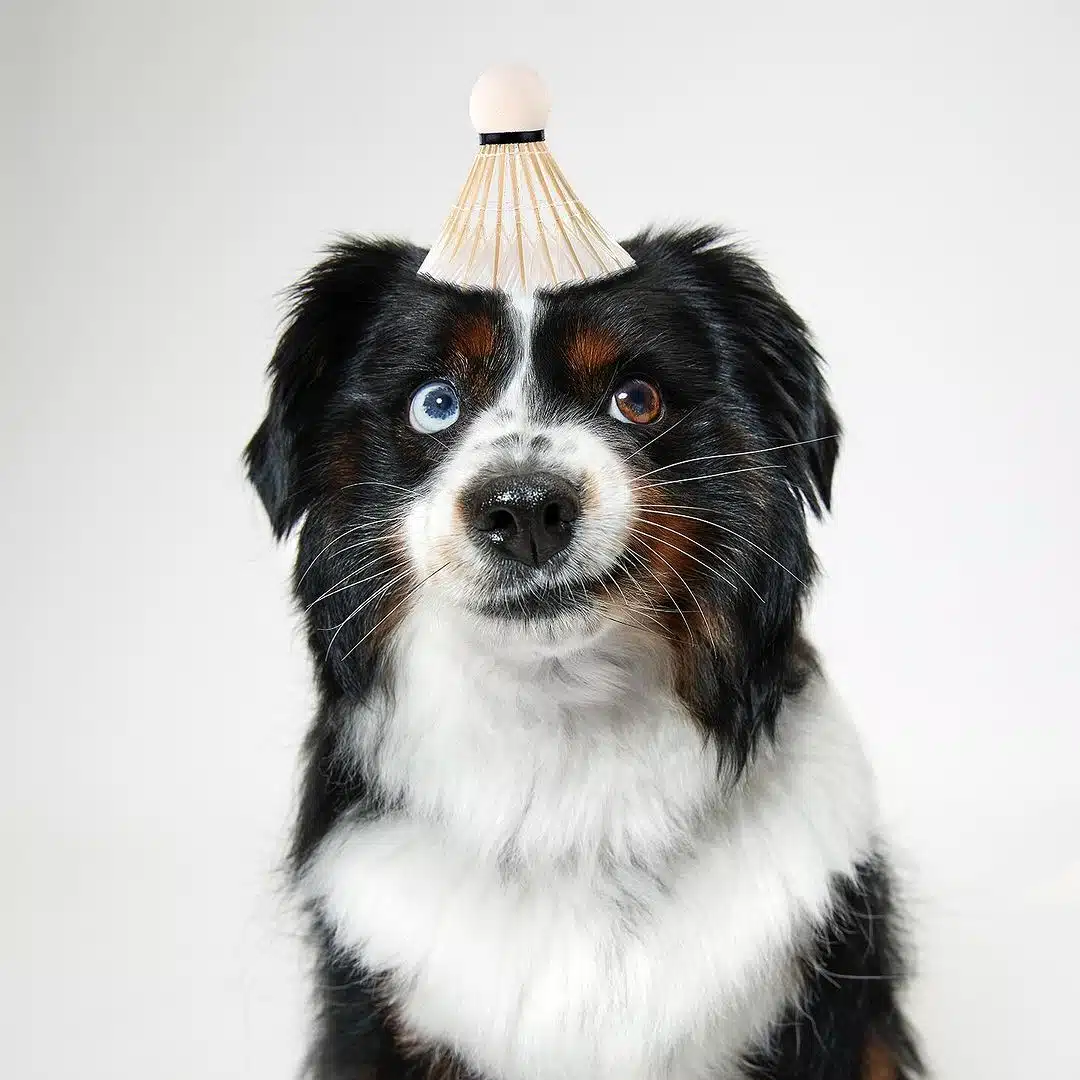 Funny Pet Photos by Shaina Fishman