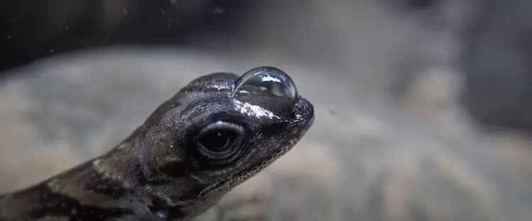 Water Anole aka the Scuba Diving Lizard