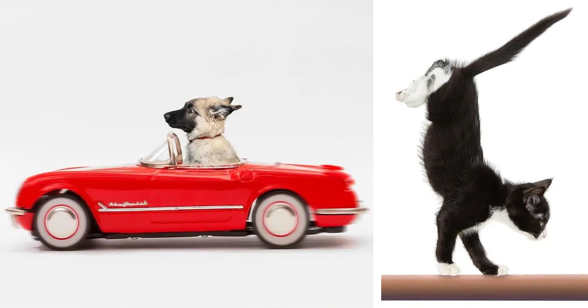 Pet Photographer Puts Animals in Hilarious and Playful Settings