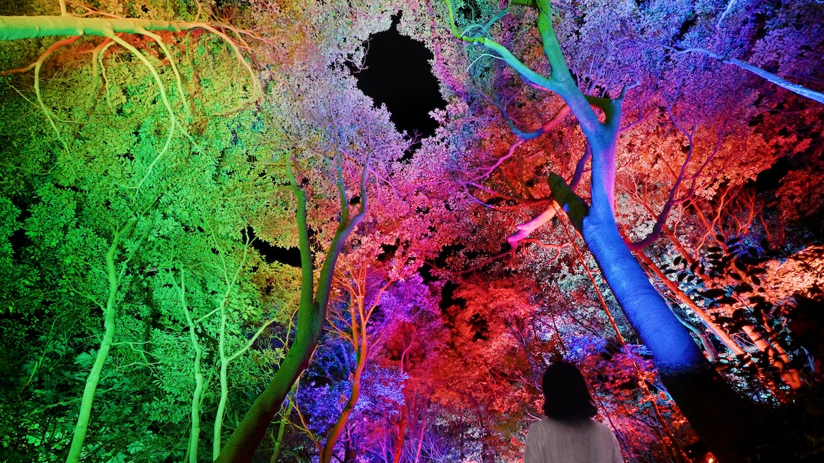 TeamLab’s ‘Hidden Traces of Rice Terraces’